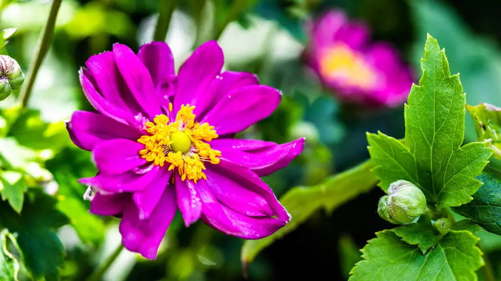 anemone sylvestris