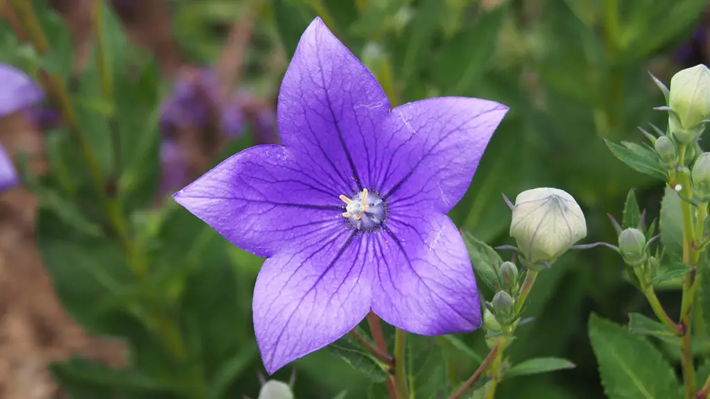 Platycodon grandiflorus 'Astra Blue' balloon flower or Chinese