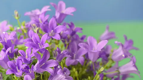 Dalmatian bellflower (Campanula portenschlagiana)