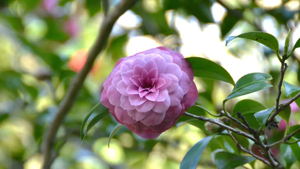 Camellia in a park