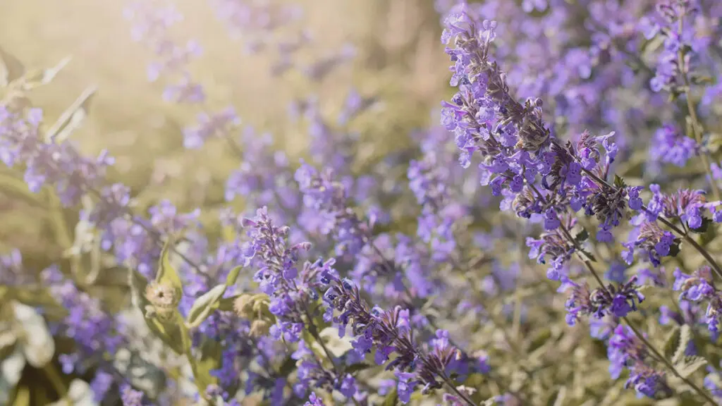 Nepeta, catnip flower, catmint