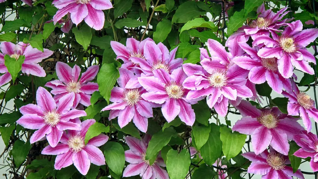 Purple clematis flowers