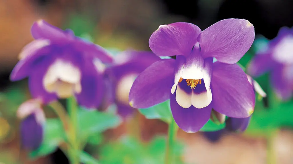 flower, purple columbine