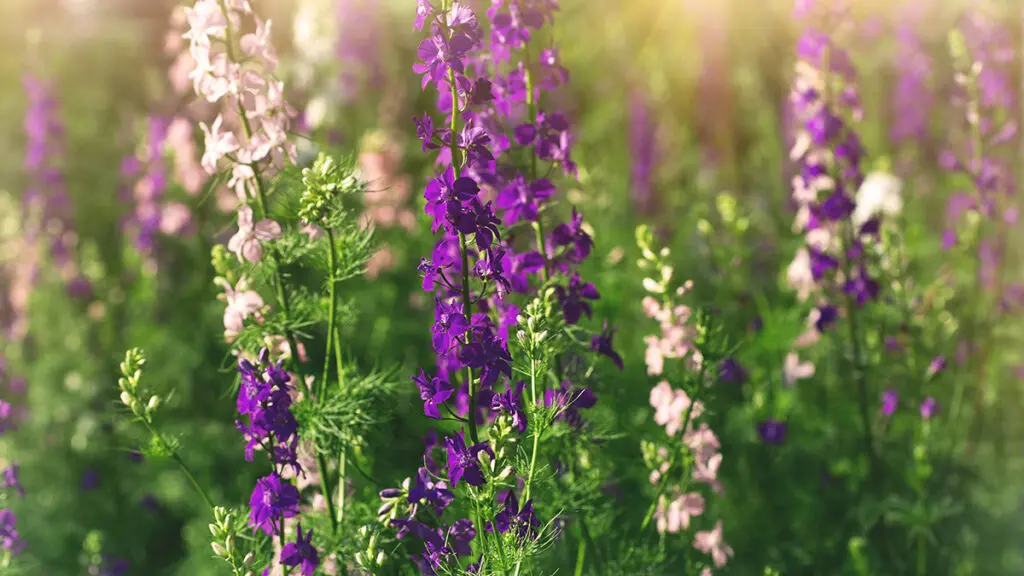 pink and purple delphinium flowers in a sunny garden