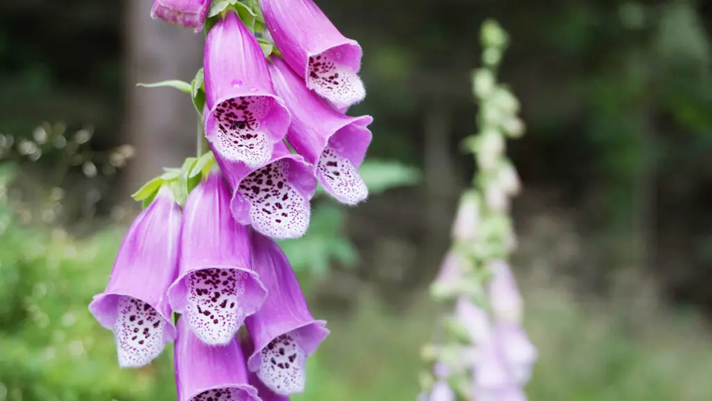 digitalis purpurea flower in the nature