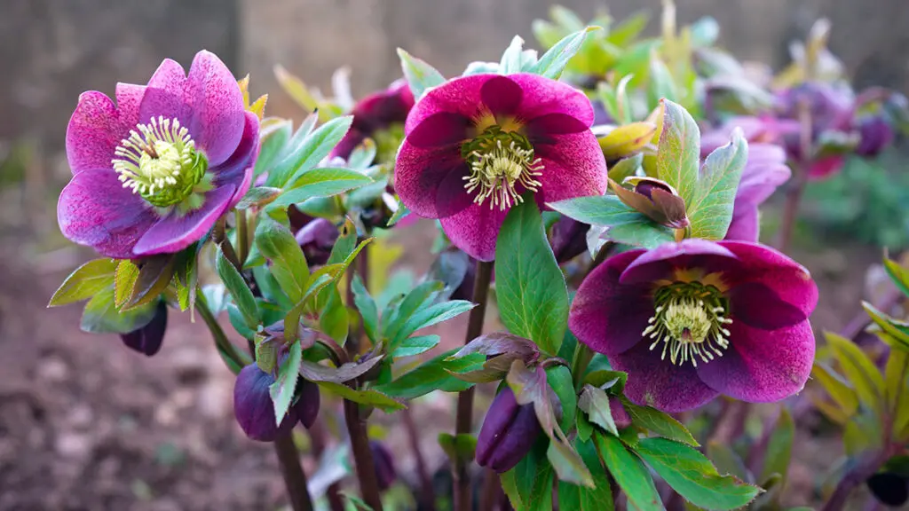 purple hellebore flower in the garden