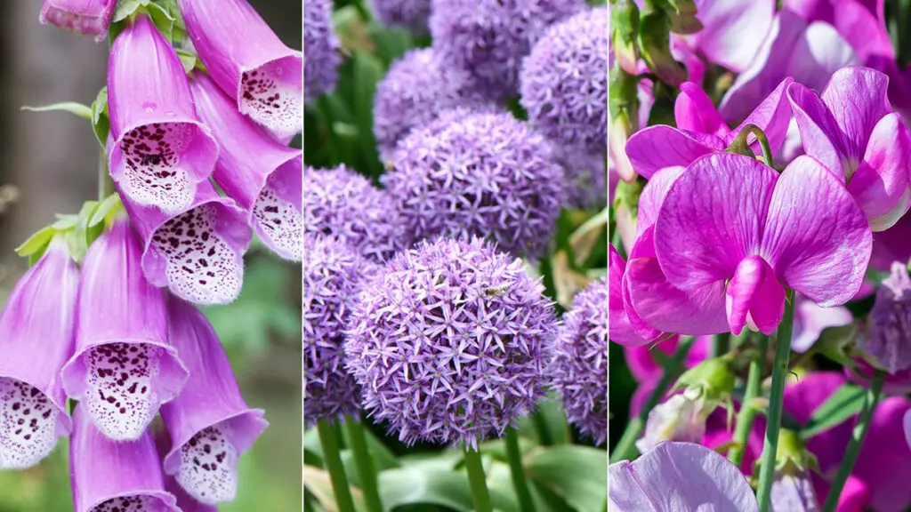 types of purple flowers hero