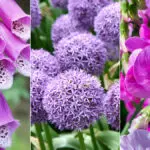 types of purple flowers hero