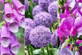 25 Types of Purple Flowers That Add a Touch of Elegance to Your Garden
