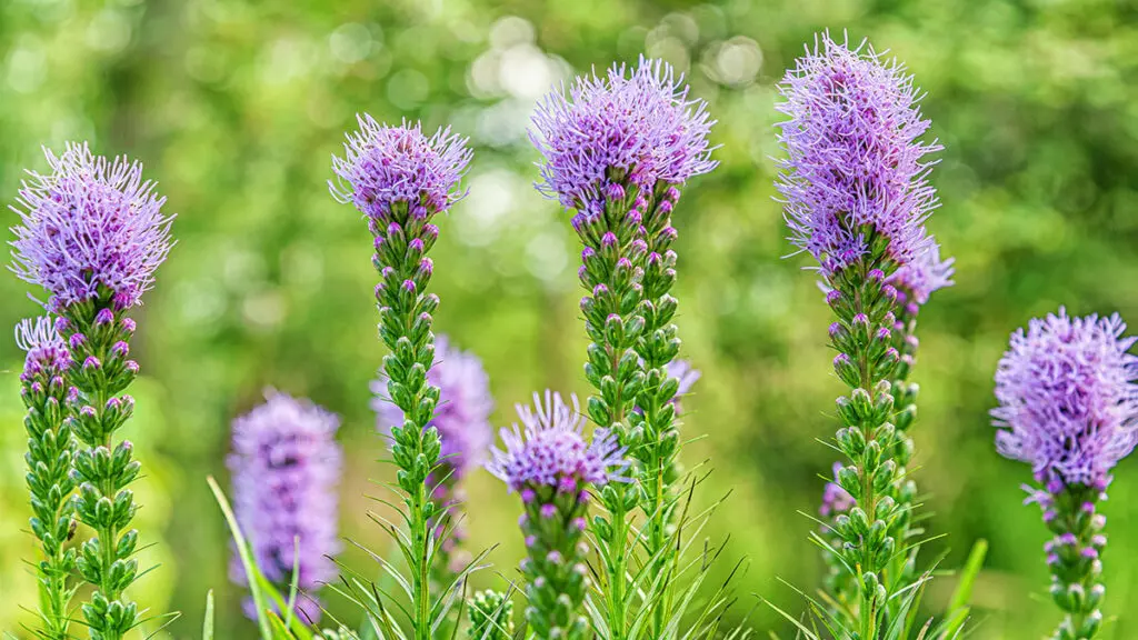 floral background of blooming liatris flowers in a garden close
