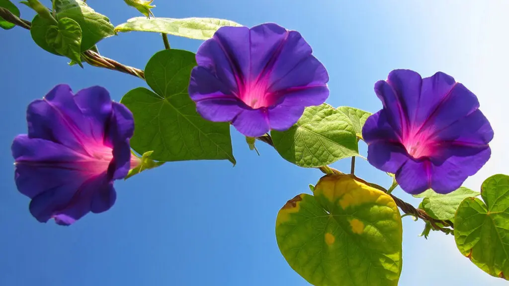 Glowing Morning Glory flowers contrasting with clear blue sky.