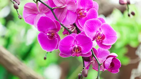 types of purple flowers orchid