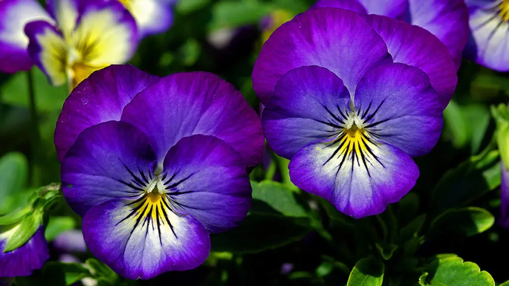 Close up of pansy flowers