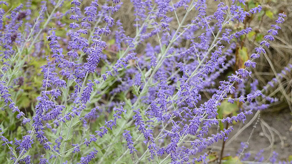 Closeup Perovskia atriplicifolia known as Salvia yangii with blu