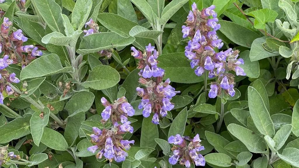 Salbei, Salvia officinalis