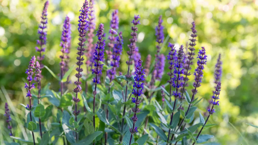 Background or Texture of Salvia nemorosa 'Caradonna' Balkan Clary in a Country Cottage Garden in a romantic rustic style.