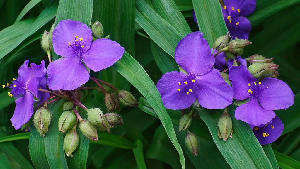 Virginia spiderwort (Tradescantia virginiana)