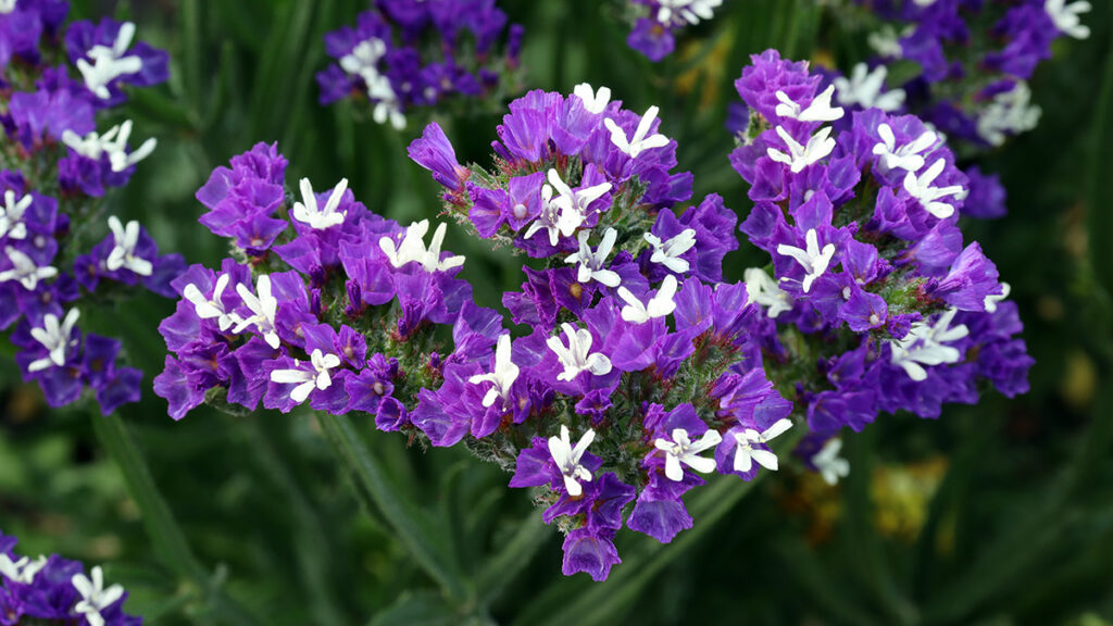 The plant statice (statice), or kermek (Limonium) is a member of