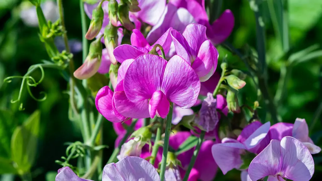 wild sweet pea flowers along the river