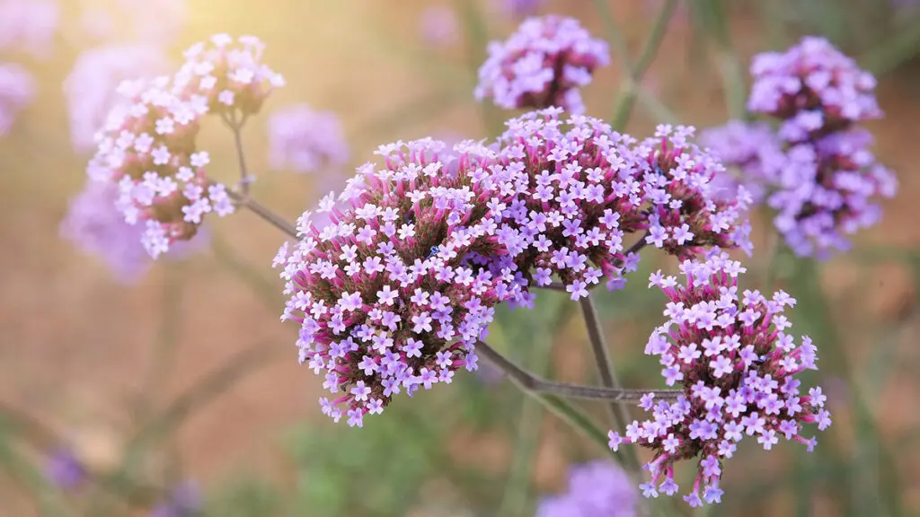 verbena field