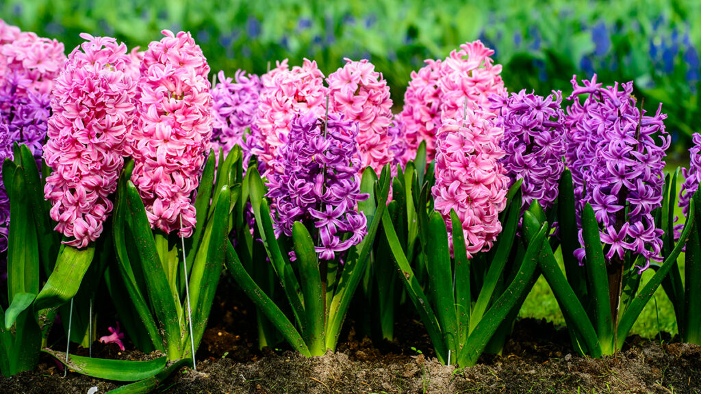 types of purple flowers with hyacinth