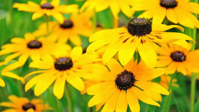 Yellow rudbeckia flowers