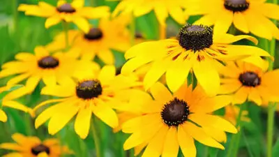 Yellow rudbeckia flowers