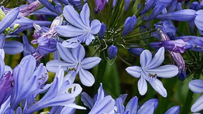 flower meanings agapanthus