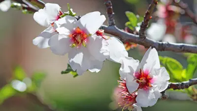 flower meanings almond blossom