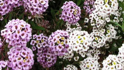 flower meanings alyssum