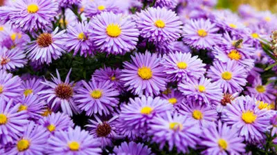 purple flowers , close up
