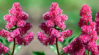 flower meanings astilbe