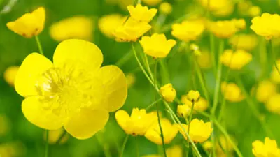 buttercup flowers and summer day