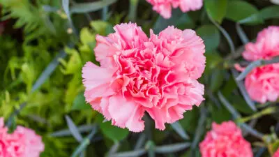 flower meanings carnation