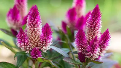 Flower Celosia