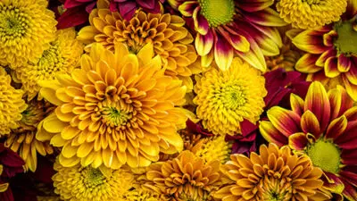 Mums in warm fall colors fill the frame.