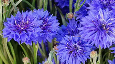 flower meanings cornflower