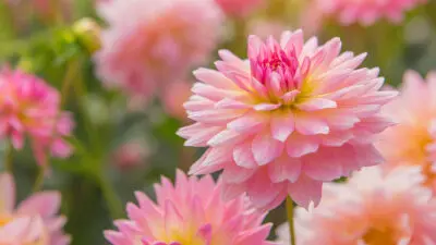 flower meanings dahlia