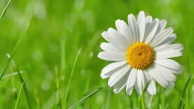 flower meanings daisy