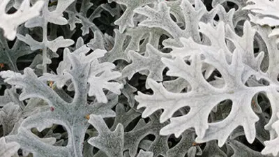 Dusty miller, silver ragwort, silver dust (Jacobaea maritima).