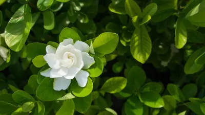 flower meanings gardenia