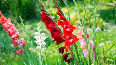 Gladiolus