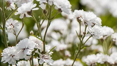 flower meanings gypsophila