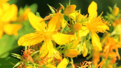 flower meanings hypericum