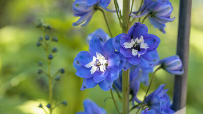 flower meanings larkspur