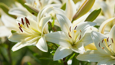 White lilies in a garden