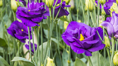 flower meanings lisianthus