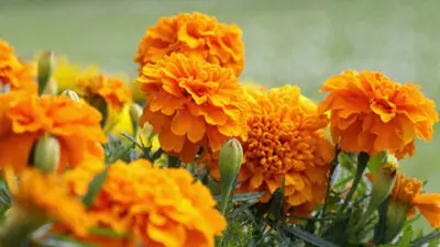 Closeup of orange marigold flowers and foliage