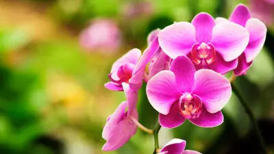 flower meanings orchid