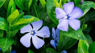 Periwinkle with flowers close up